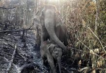 ไฟป่า ส่งผลกระทบต่อทุกชีวิต 🐘🍂🔥