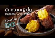 “มันหวานญี่ปุ่น” Sweet Potato หรือในภาษาญี่ปุ่นเรียกว่า いも (อิโมะ)
