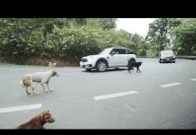 Love ❤️ ชวนเพื่อน คาดเบล ขับเที่ยวดอยปุย ตะลุยเที่ยวบ้านม้ง 🤟