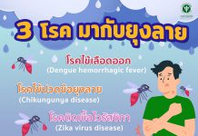3 โรค มากับยุงลาย
