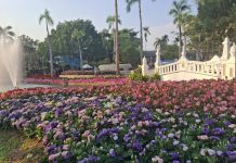 “กุมภาพันธ์นี้ เชียงใหม่หวานมาก! 💖 พามาดูไฟและดอกไม้สวยๆ บรรยากาศกลางคืนคือที่สุด 🌟